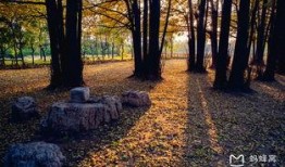 临沂银杏树爆料最新消息,千年古树群现状调查与保护进展揭晓