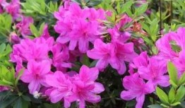 杜鹃花落 最新爆料,揭秘最新爆料背后的惊人真相